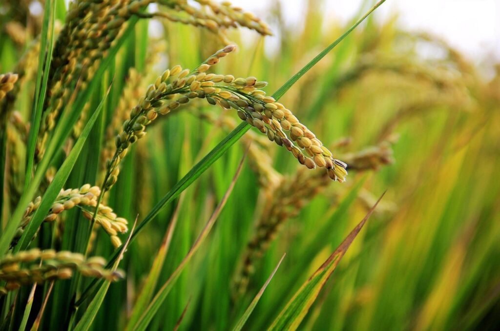 in-rice-field-ear-of-rice-rice-2679153-1024x678